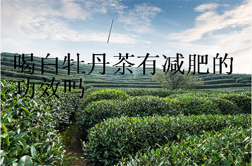 陈年白牡丹茶的功效与作用