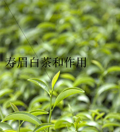 寿眉白茶和作用