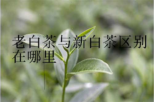 老白茶与新白茶区别在哪里