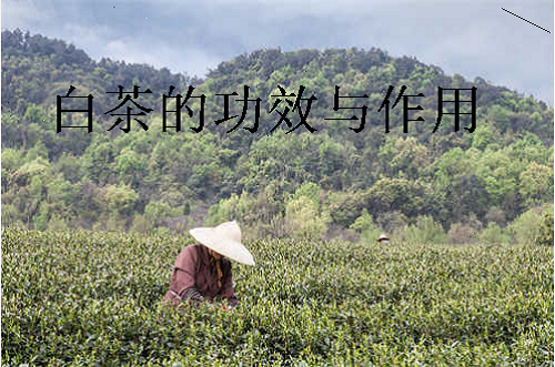 福鼎白茶功效与作用禁忌茶