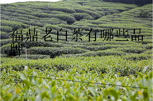 中国白茶品牌排行榜哪个牌子好