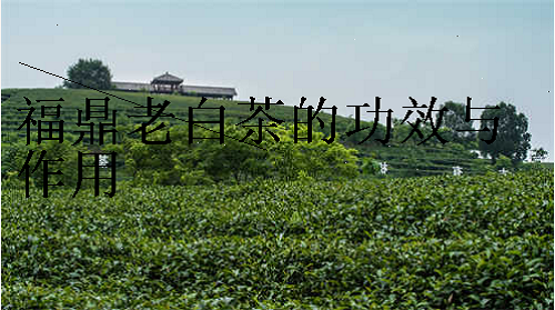 福鼎老白茶有什麽功效与作用