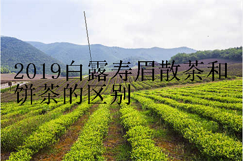 2019白露寿眉散茶和饼茶的区别