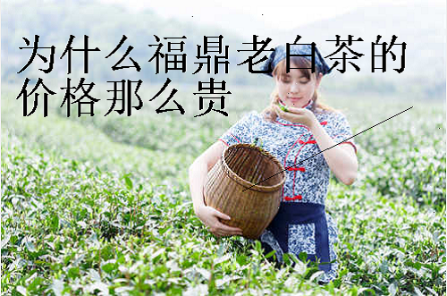2011年福鼎白茶多少钱一斤