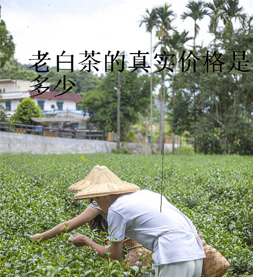 老白茶的真实价格是多少