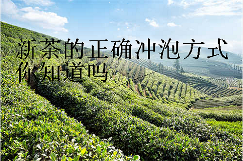 新茶的正确冲泡方式你知道吗