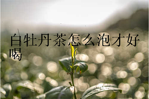 白牡丹茶怎么泡才好喝