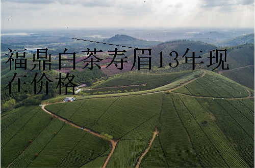 福鼎白茶寿眉13年现在价格