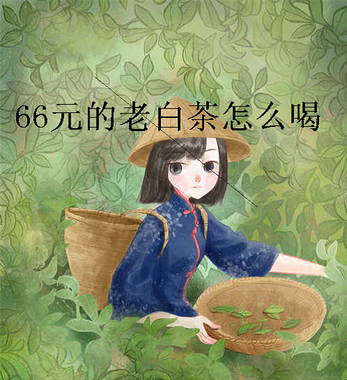 66元的老白茶怎么喝