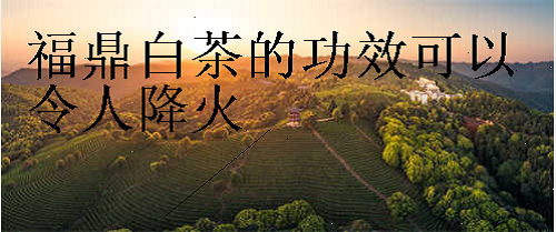 福鼎白茶的功效可以令人降火