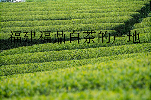 福鼎白茶有哪些产地茶的主要产区