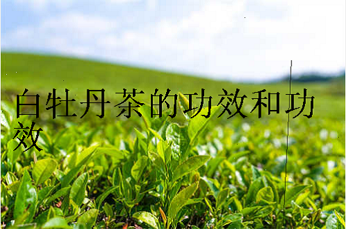 白牡丹茶的功效和功效