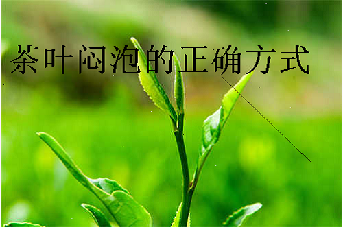 茶叶闷泡的正确方式