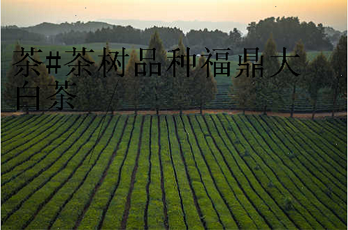 茶#茶树品种福鼎大白茶