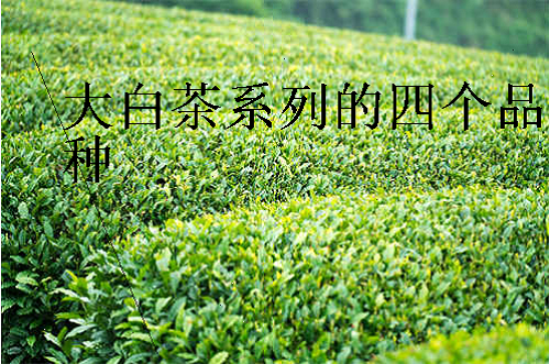 福鼎白茶是什么品种茶制作的
