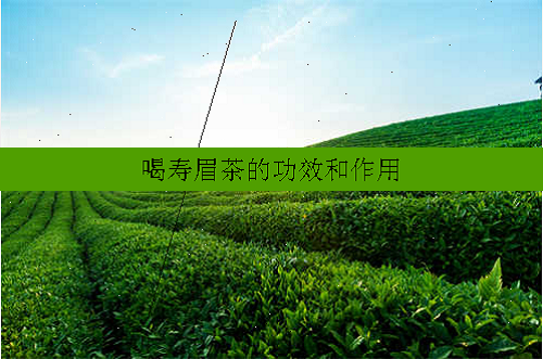 喝寿眉茶的功效和作用