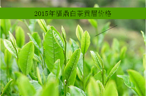 2015年福鼎白茶贡眉价格