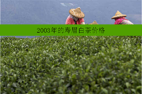 2003年的寿眉白茶价格