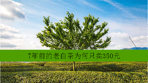 7年前的老白茶为何只卖350元