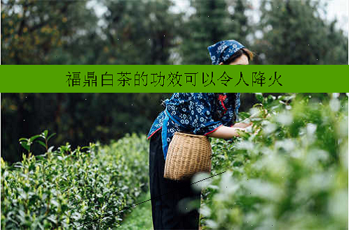 福鼎白茶的功效可以令人降火