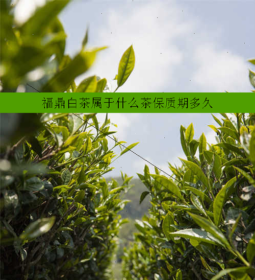 福鼎白茶属于什么茶保质期多久