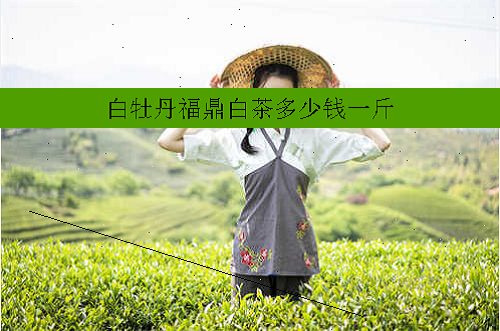 白牡丹福鼎白茶多少钱一斤