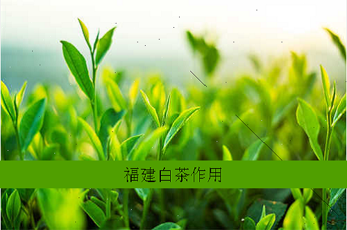 福建白茶作用