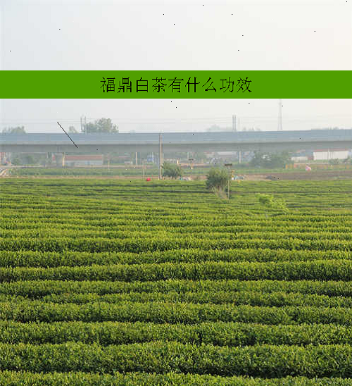 福鼎白茶有什么功效
