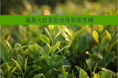 福鼎大白茶白牡丹茶保质期