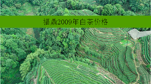 福鼎2009年白茶价格