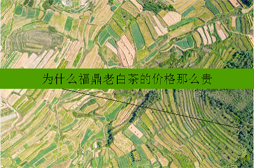 福鼎2009年白茶价格