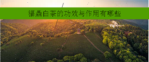 福建福鼎大白茶的功效