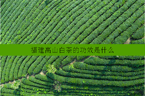 福建高山白茶的功效是什么