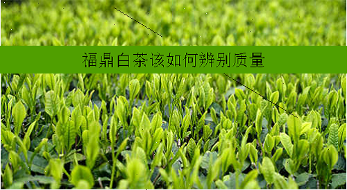 精制茶和粗制茶的区别在哪里