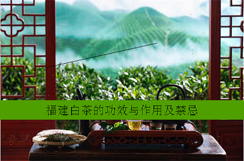 福建白茶的功效与作用及禁忌
