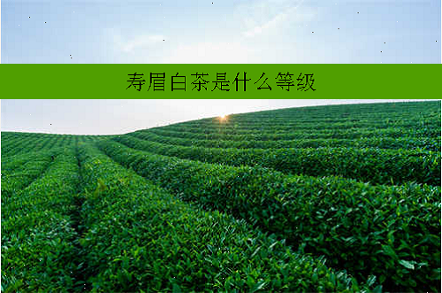 寿眉白茶是什么等级