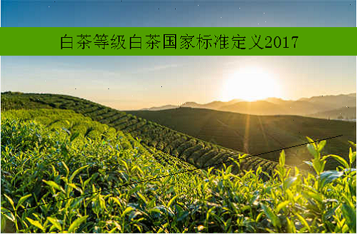白茶等级白茶国家标准定义2017