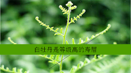 寿眉白茶是什么等级