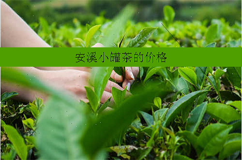 安溪小罐茶的价格