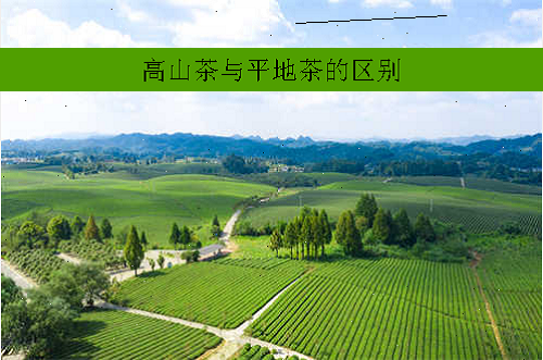 高山茶与平地茶有什么区别