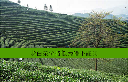 福鼎原产地白茶价格