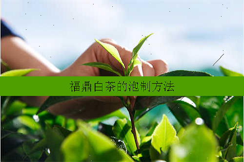 新茶的正确冲泡方式你知道吗