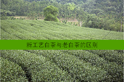 新工艺白茶与老白茶的区别