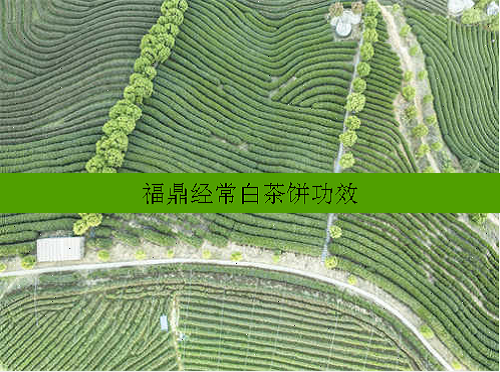 福鼎经常白茶饼功效