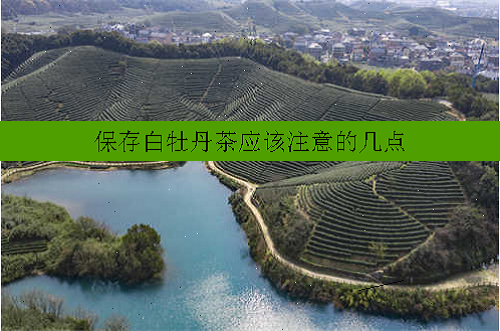 保存白牡丹茶应该注意的几点