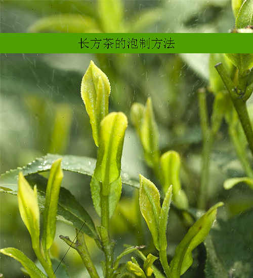 长方茶的泡制方法