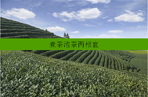 煮茶泡茶两相宜