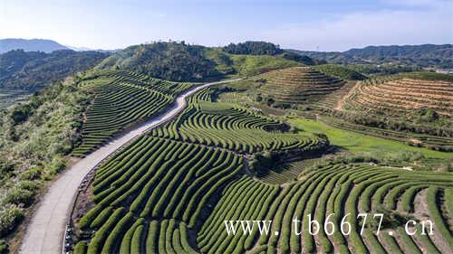 高山茶与平地白茶的区别