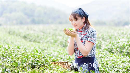 福鼎白茶茶饼存放方法