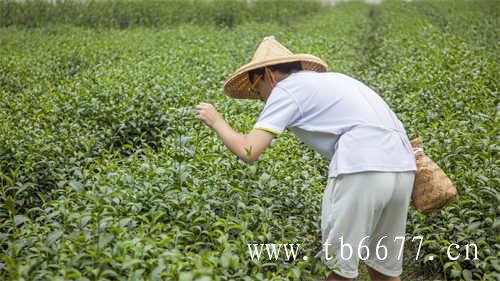 福鼎白茶制作工艺的特殊在哪里